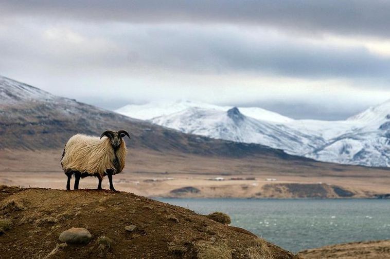 The Handknitting Association of Iceland